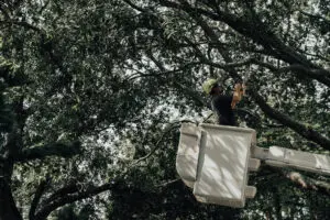 Tree service St. Petersburg Florida