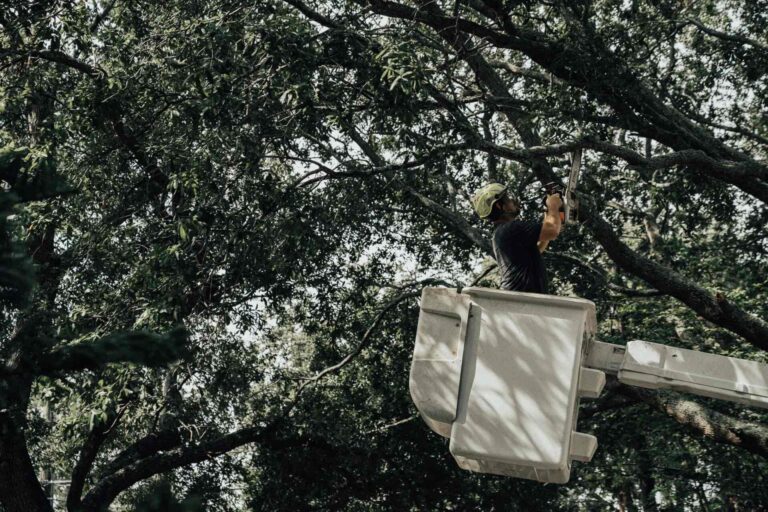 Tree trimming