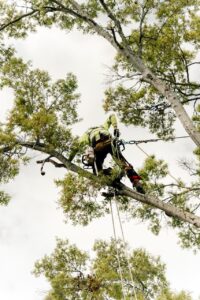 Tree trimming